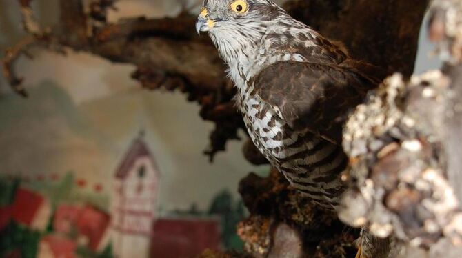 Als Hintergrund zur Vogelpräsentation dient die Kulisse von Nehren. GEA-FOTO: IST