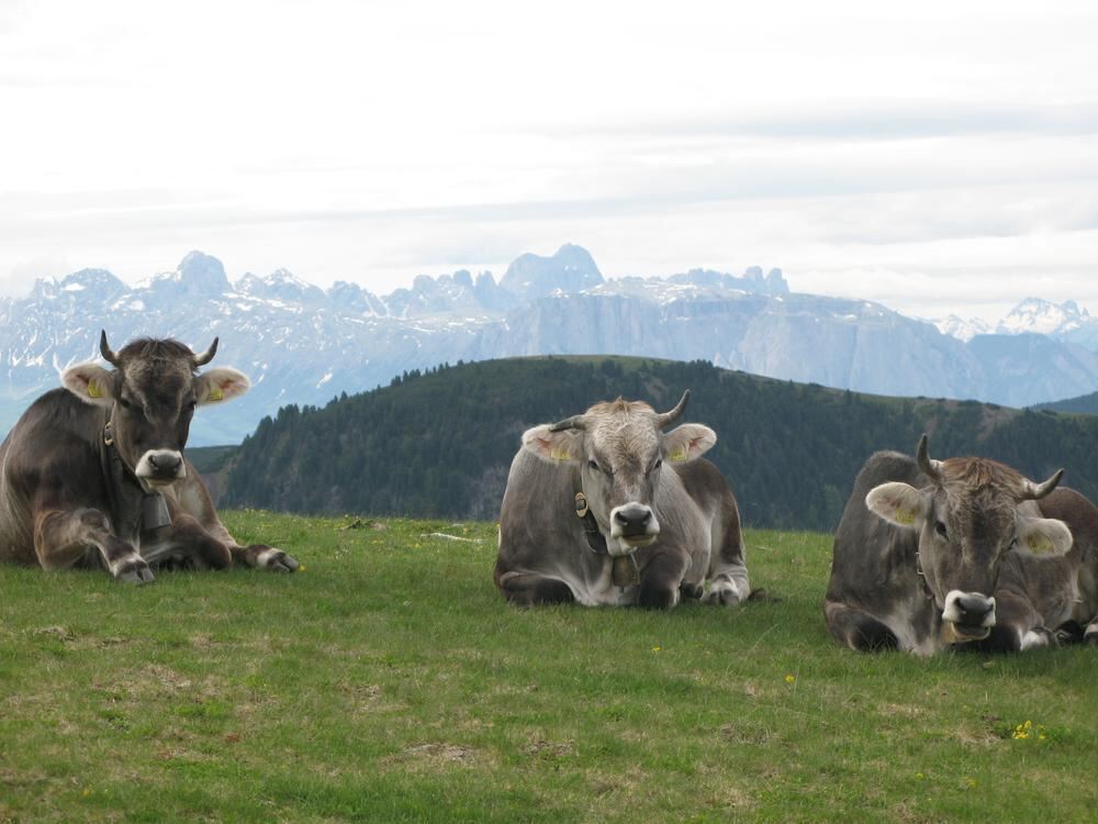 GEA Wanderreise Sarntal 2010