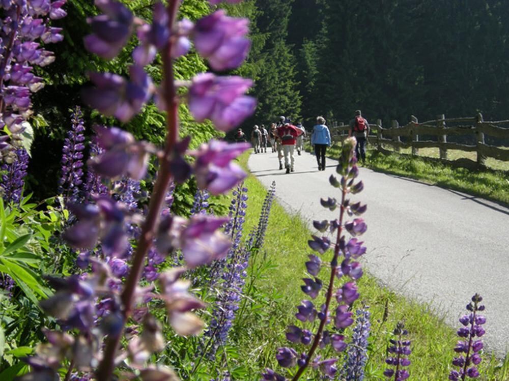 GEA Wanderreise Sarntal 2010