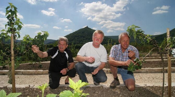 Schwarze Träuble, frisch vom Strauch: Günther Wurster (links) und Fritz Bader (rechts) vom Obst- und Gartenbauverein Bad Urach i