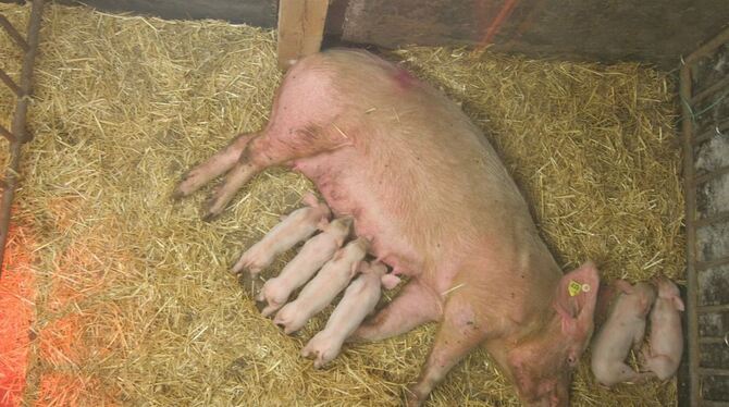 Im gläsernen Schweinestall bleibt den Besuchern nichts verborgen.