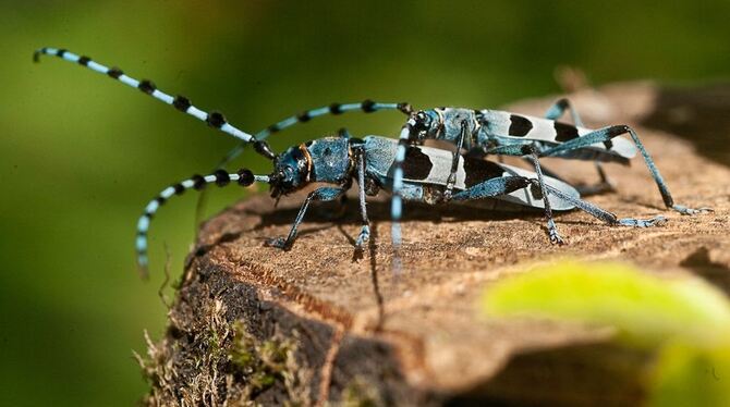 Das Alpenbock-Weibchen hat kürzere Fühler als das kleinere Männchen. FOTO: ZIEGLER