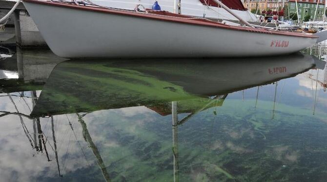 Blaualgenteppiche schwimmen im Hafen von Stralsund an der Ostseeküste.