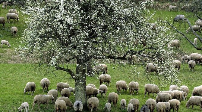 Typisch Albvorland: Streuobstwiesen prägen auch das Bild der Landschaft um Reutlingen und Pfullingen.