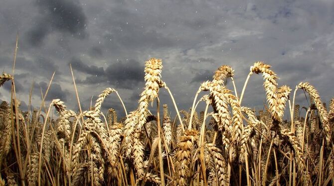 Der Weizen leidet. Erst unter der anhaltenden Trockenheit im Frühjahr und jetzt unter dem Dauerregen.  FOTO: DPA