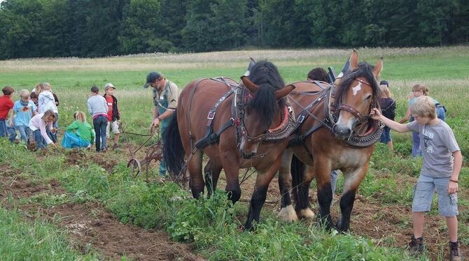 »Hüsch« oder »hott«: Nico Wohlfahrt führt auf dem Roßfeld Liesel. Die Veranstaltung beim Metzinger Sommerferienprogramm ist ein