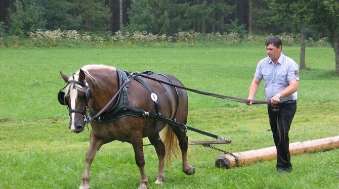 Prüfung im strömenden Regen. Die Schwarzwälder Stute Irina mit ihrem Besitzer Wolfgang Bauer aus Bad Urach. GEA-FOTO: GEIGER