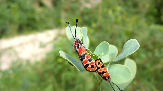 In lichten Waldbereichen ist der selten gewordene Schmetterling anzutreffen. FOTO: RP