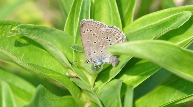 Besonderer Hingucker in der Natur: Der schöne Kreuzenzian-Ameisenbläuling. FOTO: PR