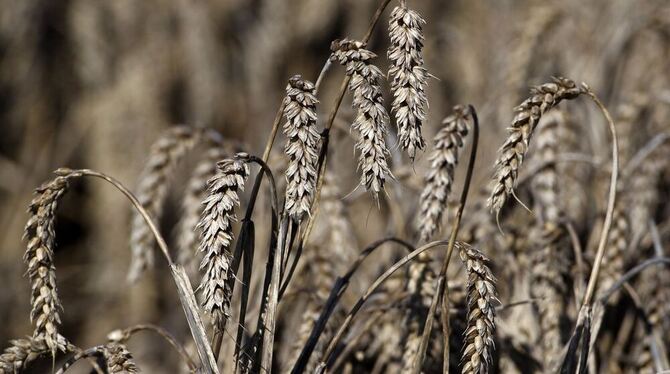 Die Ernte ging schleppend voran. Nur ein Viertel des Weizens der Region kann als Brotgetreide vermarktet werden.  FOTO: DPA