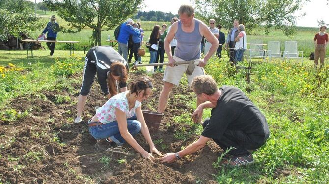 Ernte im internationalen Kartoffelacker: Jürgen Hirning (Mitte) mit Helfern. GEA-FOTO: MEYER