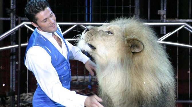 Alexander Lacey mit Massai, dem mächtigen und 350 Kilo schweren »Lion King« aus seiner gemischten Raubtiergruppe. FOTO: PR