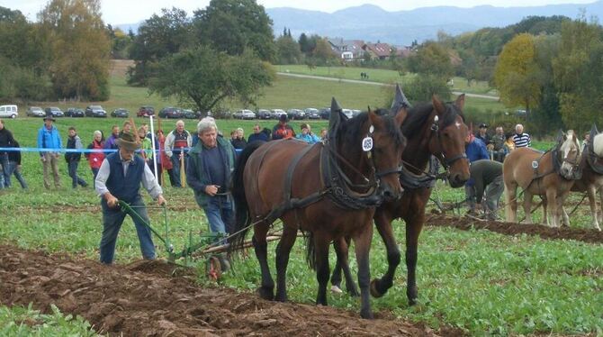 Gerade und gleichmäßig müssen die Furchen gezogen werden.  FOTO: GEMEINDE