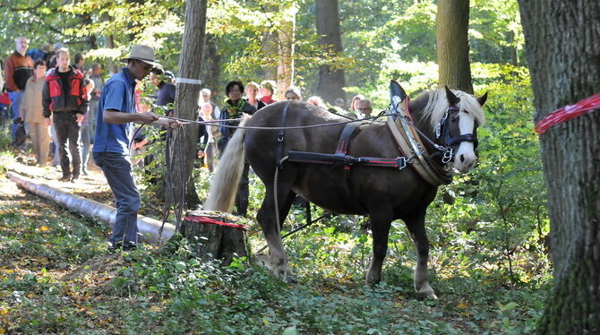 Fuhrmannstag Pliezhausen Oktober 2010