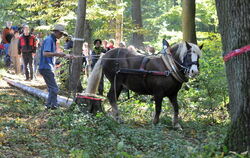 Fuhrmannstag Pliezhausen Oktober 2010