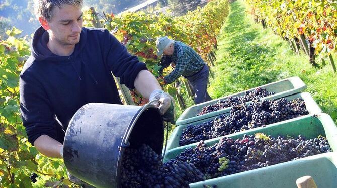 Lese im Reutlinger Weinberg. GEA-FOTO: PACHER