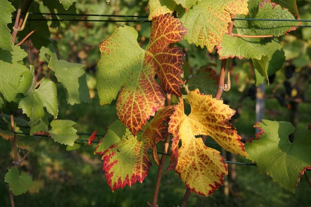 Weinlese Neuhausen Oktober 2010