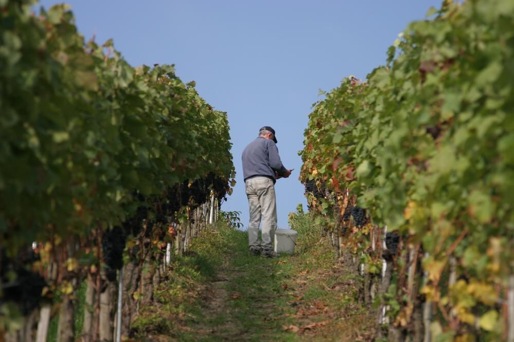 Weinlese Neuhausen Oktober 2010