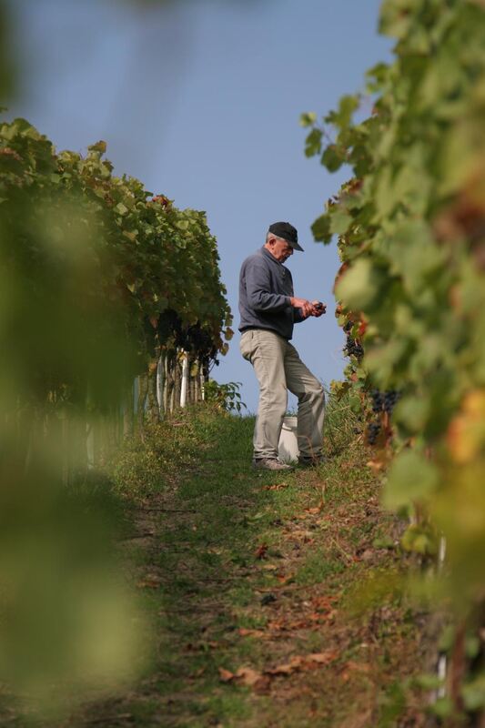 Weinlese Neuhausen Oktober 2010