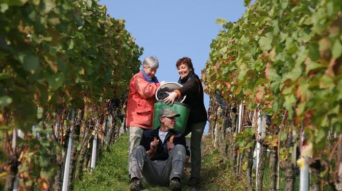 Weinlese Neuhausen Oktober 2010