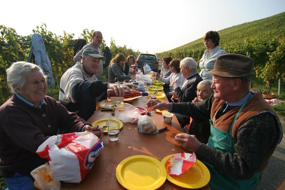 Weinlese Neuhausen Oktober 2010