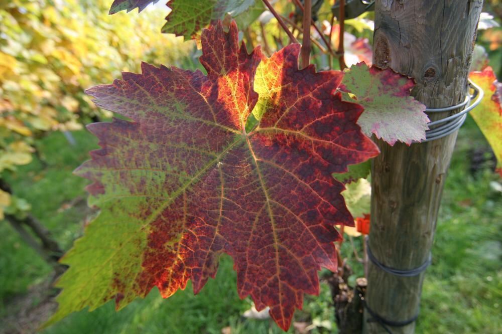 Weinlese Neuhausen Oktober 2010