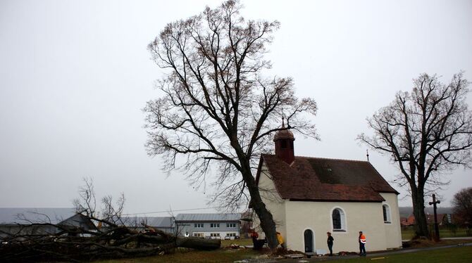 Die beiden Linden an der Melchinger Marienkapelle wurden gestern gefällt. Sie hatten dem Fundament des Kirchleins zugesetzt. FOT