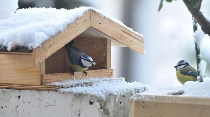 Schöner Schnee - aber viel zu wenig Futter im Haus. FOTO: TRINKHAUS