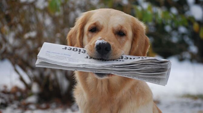 Wer gestern gar nicht raus wollte, der brauchte einen Golden Retriever wie »Nela«. Die bringt den GEA nämlich vom Briefkasten. F