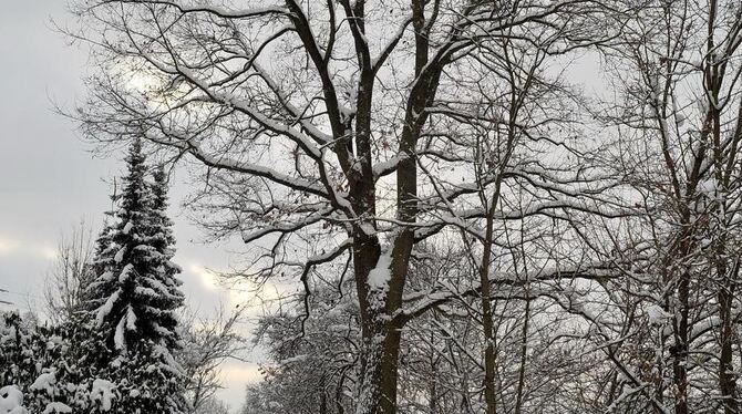 Diese Eiche in Altenburg soll fallen. FOTO: MARKUS NIETHAMMER