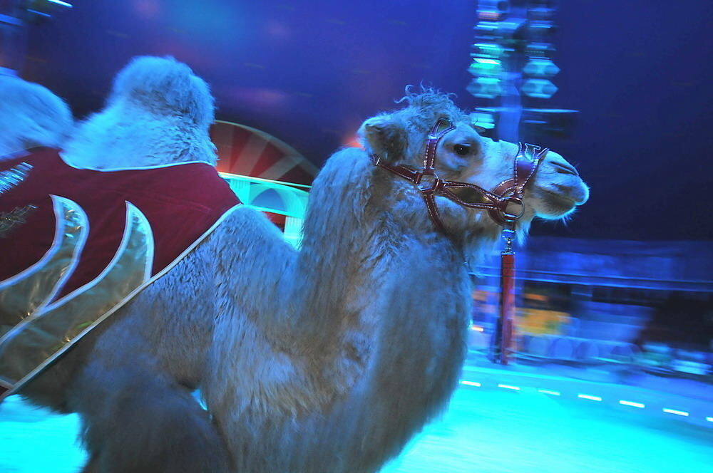 Weihnachtszirkus Reutlingen 2010