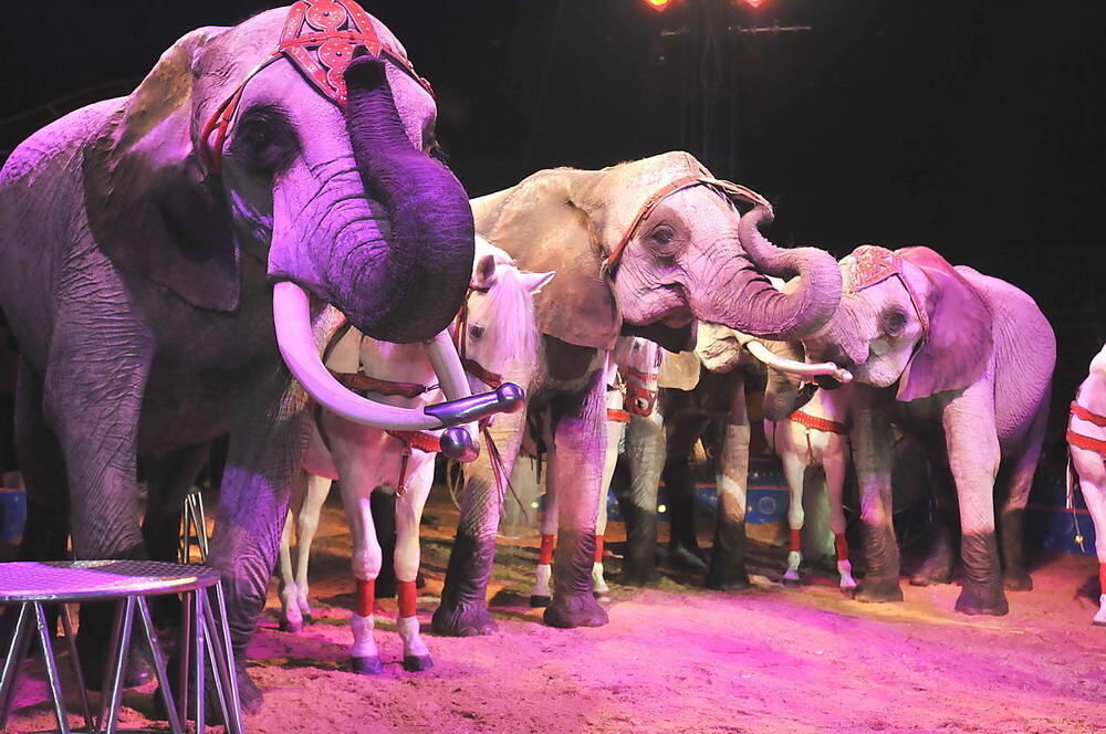 Weihnachtszirkus Reutlingen 2010