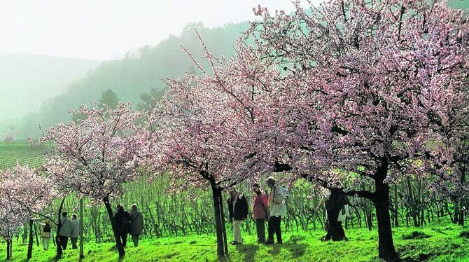 Die Mandelblüte zeigt sich Besuchern der Pfalz in verschiedenen Farbtönen. FOTO: TMN