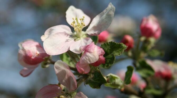 Das beste Bild zum Thema Obstblüte wird im Mai in Eningen beim »Obstblütenfest« ausgezeichnet.