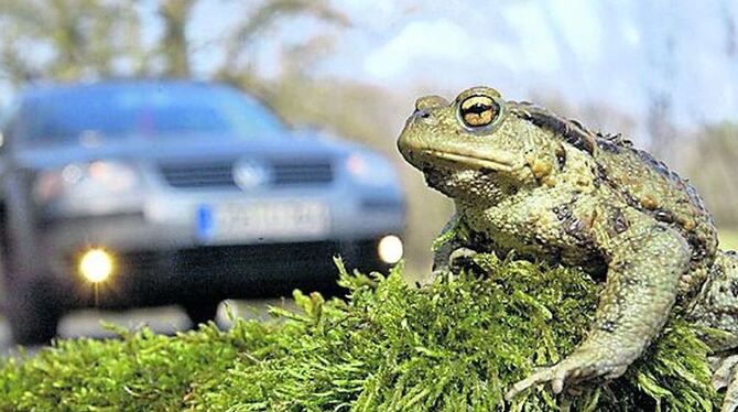 Eine Kröte müssen Autofahrer in Kirchentellinsfurt schlucken: Von nächster Woche an ist die Verbindungsstraße am Baggersee für A