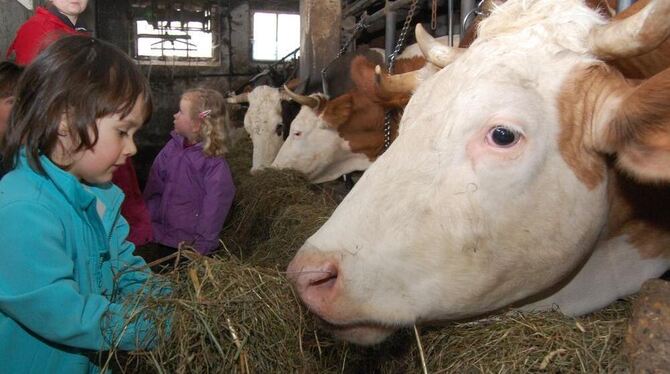 Mmmh, das schmeckt! Schnell haben die Kinder die Scheu vor den riesigen Kuhköpfen abgebaut. FOTOS: PFISTERER