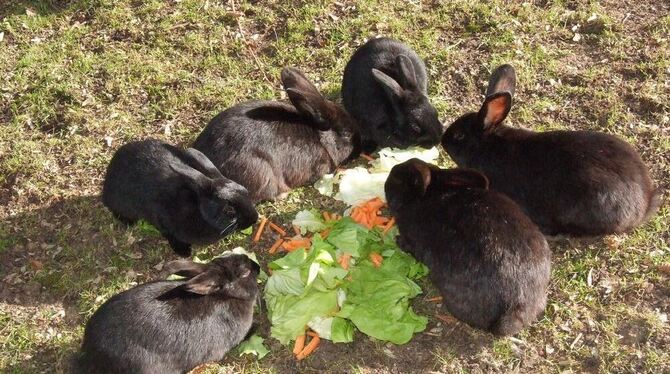 Kaninchen sind gesellige Tiere. Sie sollten deshalb nicht allein gehalten werden. FOTO: MAR