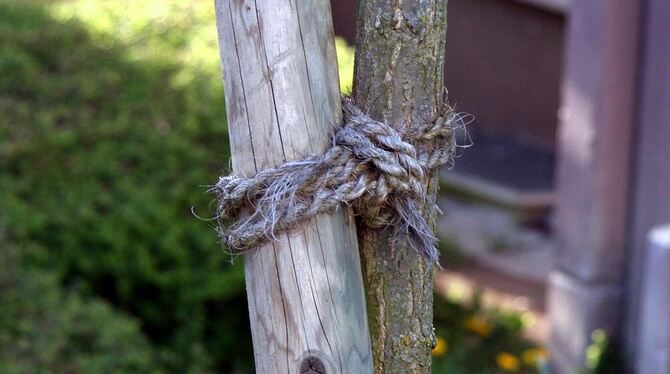 Bäume sollten regelmäßig neu an ihren Pfählen angebunden werden, da die Schlinge nicht mit dem Baum mitwächst. FOTO: DISA