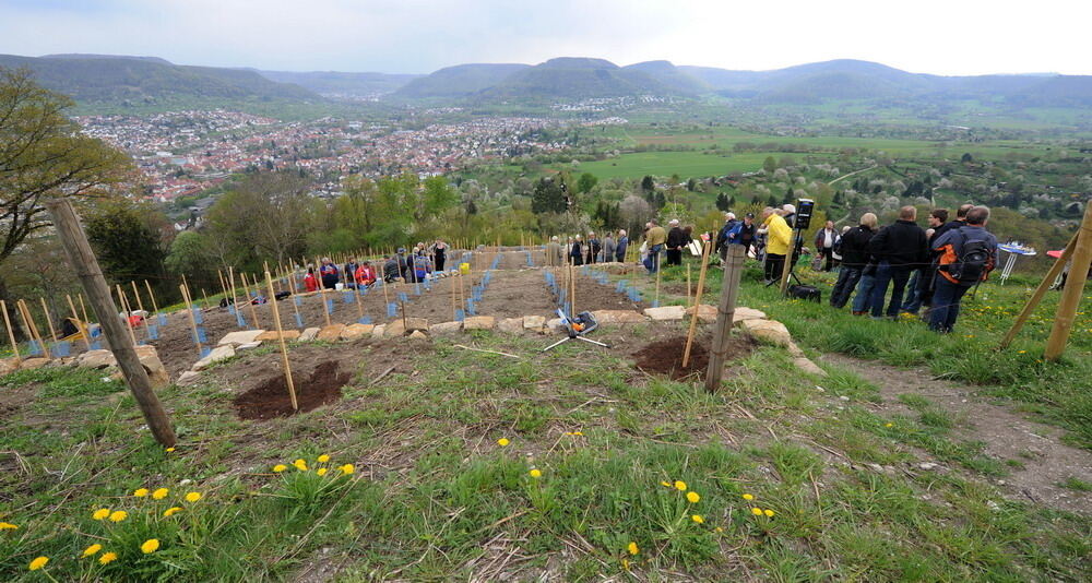 Weinbau Georgenberg 15. April 2011