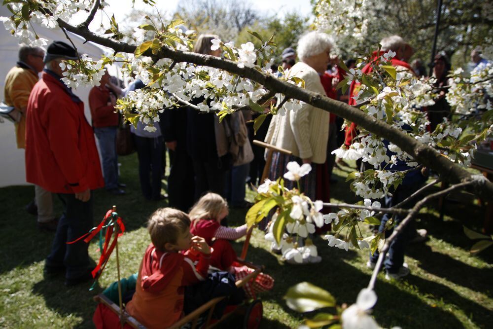 Kirschblütenfest Nehren 2011