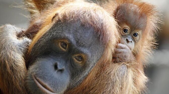 Ein Orang Utan im Zoo.