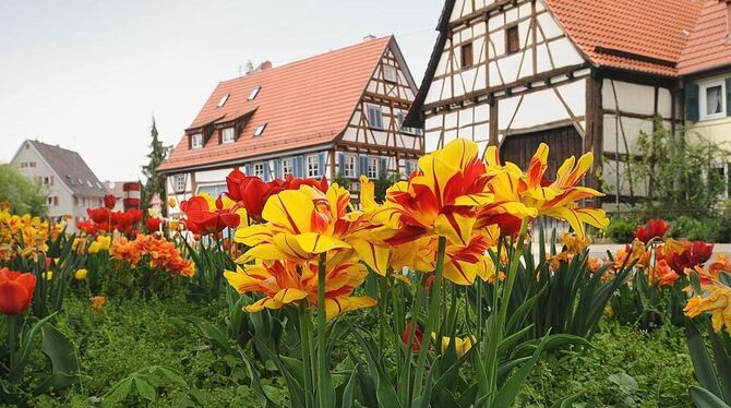 Saat ging auf: Samen und Zwiebeln begründeten den Wohlstand.  FOTO: TRINKHAUS