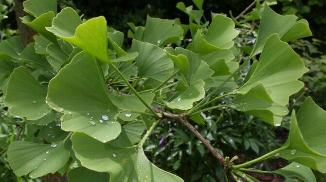 Wegen seiner Blätter wird der Ginkgo auch Fächerblattbaum genannt.  FOTO: DIAZ