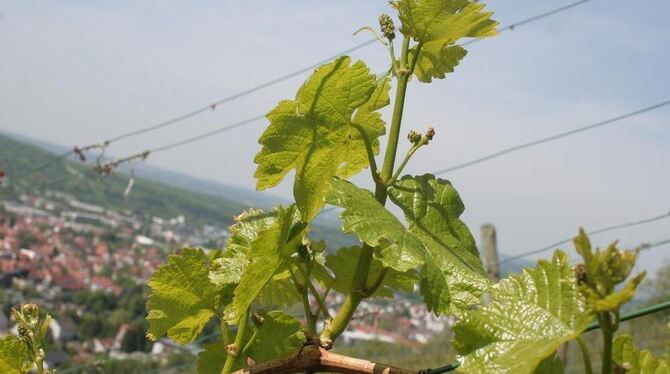 Prächtig steht der Wein in Metzingen da. Der Frost hat ihn verschont. GEA-FOTO: IWA