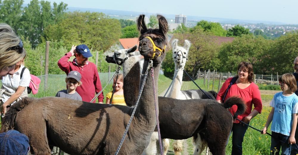 Lama Wanderung Mai 2011