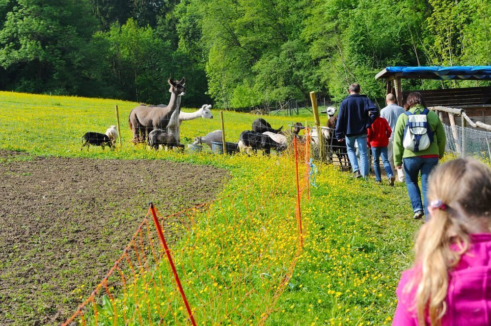 Lama Wanderung Mai 2011