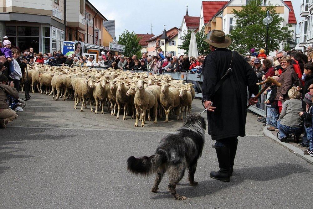 Erster Münsinger Schafauftrieb 2011