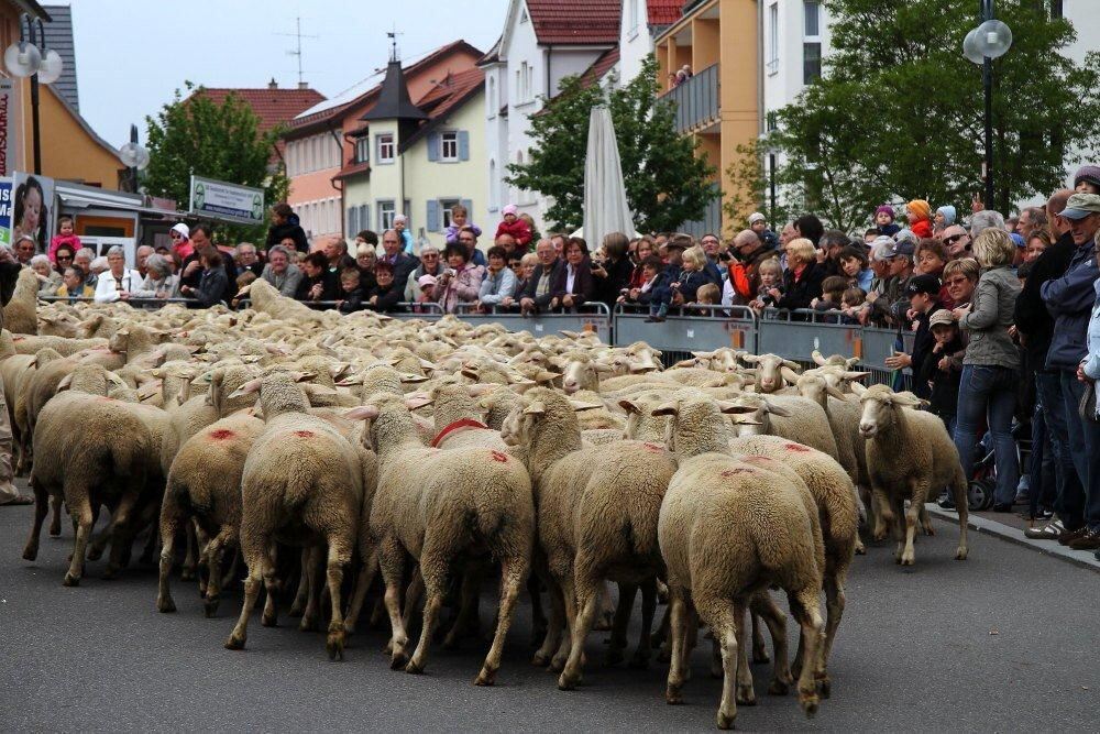 Erster Münsinger Schafauftrieb 2011