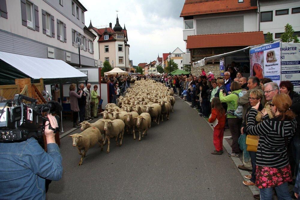 Erster Münsinger Schafauftrieb 2011