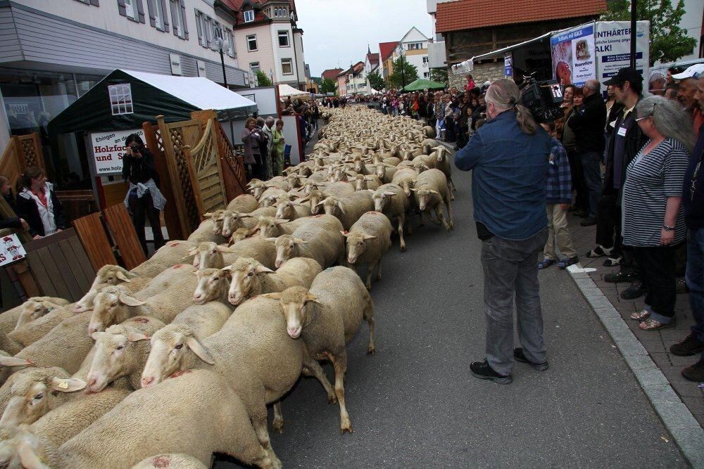 Erster Münsinger Schafauftrieb 2011